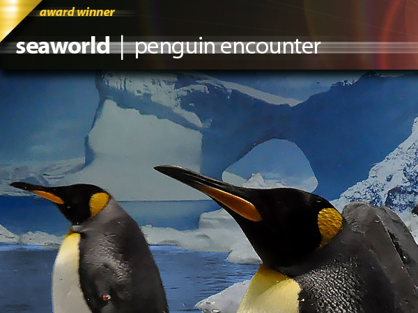 Seaworld Penguin Encounter